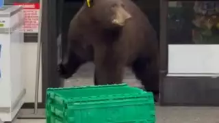 El osos abriendo las puertas