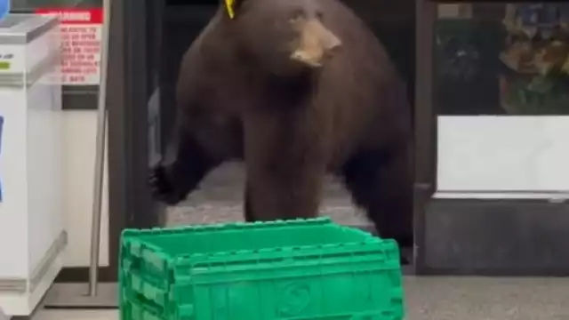 El osos abriendo las puertas