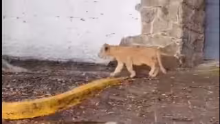 El cachorro de león fue grabado caminando solo en las calles de Zapopan