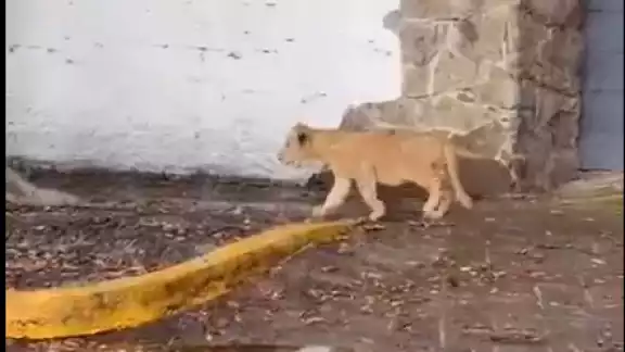 El cachorro de león fue grabado caminando solo en las calles de Zapopan El cachorro de león fue grabado caminando solo en las calles de Zapopan
