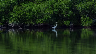Pesca furtiva arrasa especies protegidas en Campeche; detectan focos rojos en Carmen y Champotón
