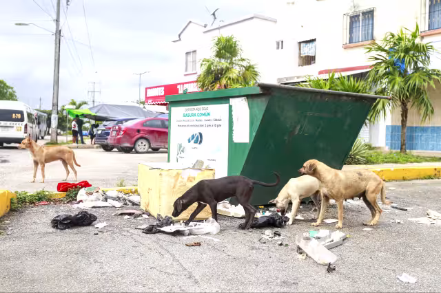 En Cancún hay 200 mil perros y gatos callejeros, concentrados en zonas periféricas.