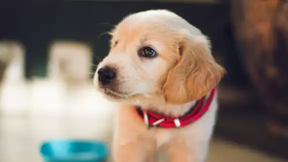 Se debe de tener cuidado en las mascotas durante la temporada de lluvias Se debe de tener cuidado en las mascotas durante la temporada de lluvias