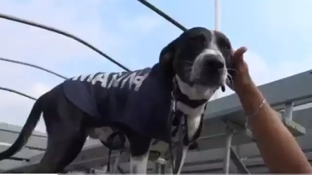 Foto: Captura de pantalla