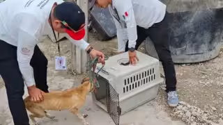 Maltrato animal en Playa del Carmen: Reportaron 8 casos en lo que va del 2026