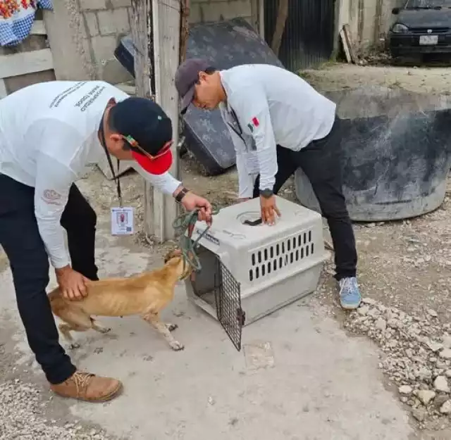 Empleados municipales informaron que existe un expediente abierto para determinar si hay irregularidades en la crianza de canes en una zona habitacional