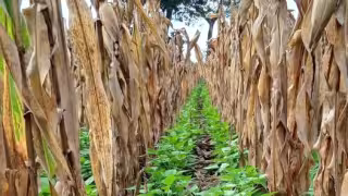 Campesinos de Francisco May dejan la agricultura y buscan empleo en terrenos particulares