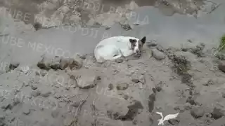 El perrito parece estar lesionado