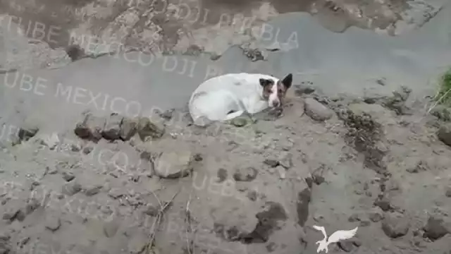 El perrito parece estar lesionado
