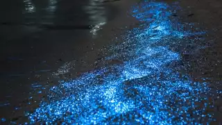 Quintana Roo cuenta con una de las playas luminiscentes más hermosas de México