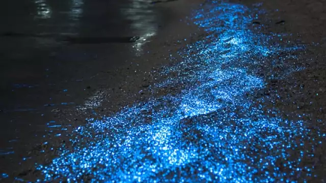En Quintana Roo hay un lugar donde se puede observar la bioluminiscencia: Holbox