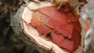 Desde el siglo XVI, el palo de tinte resultó codiciado por los países europeos