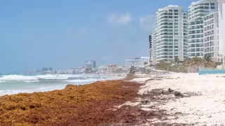 Recolectan más de 30 mil toneladas de sargazo en Quintana Roo; alertan crisis turística y de salud