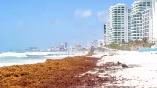 Arribo récord de sargazo impacta al Quintana Roo; 32 arenales en rojo
