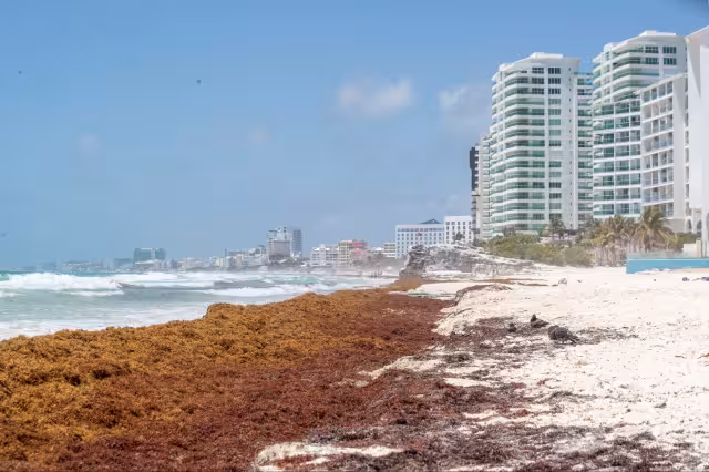 Sólo Banco Chinchorro Sur y Norte, Isla Contoy, Holbox y Chiquilá permanecen libre de la planta marina