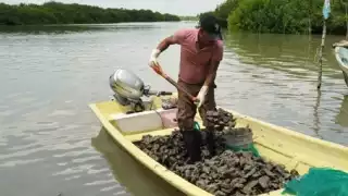 Las ostras tienen la habilidad de filtrar materiales en hasta 20 litros de agua por día