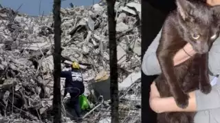 El refugio de animales “The Kitty Campus” dijo que un vecino de la zona había encontrado un gato negro cerca de los escombros