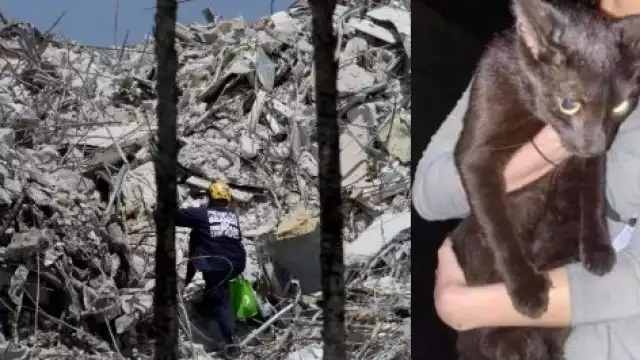 El refugio de animales “The Kitty Campus” dijo que un vecino de la zona había encontrado un gato negro cerca de los escombros