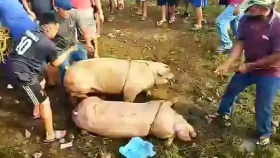Cargaron con los animales vivos y muertos