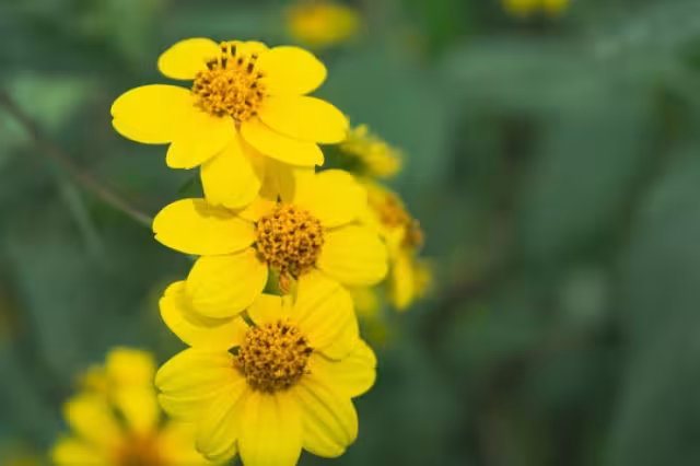 Javier Cuxim, responsable de una planta de captación, dijo que las condiciones climáticas son óptimas para la planta
