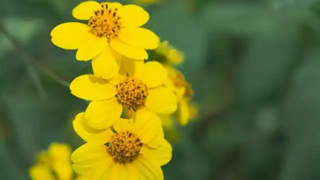 Javier Cuxim, responsable de una planta de captación, dijo que las condiciones climáticas son óptimas para la planta