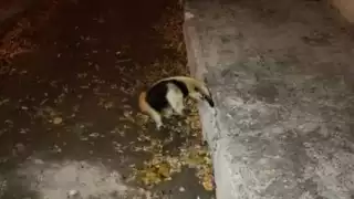 Captan a oso hormiguero, especie en peligro de extinción, deambulando en Mérida