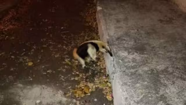 Esta especie está considerada en peligro de extinción por autoridades mexicanas