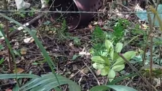 Los dictámenes periciales están siendo anexados a la Carpeta de Investigación FGE/QROO/OPB/09/1936/2021