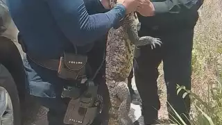 El animal fue visto por trabajadores del rancho
