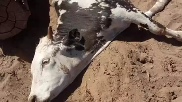 A pesar contar con las vacunas, los casos de neumonía en las cabezas de ganado aumentan