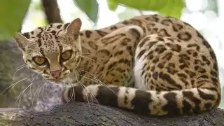 Asociación Civil de Quintana Roo trabaja en la preservación de la fauna silvestre