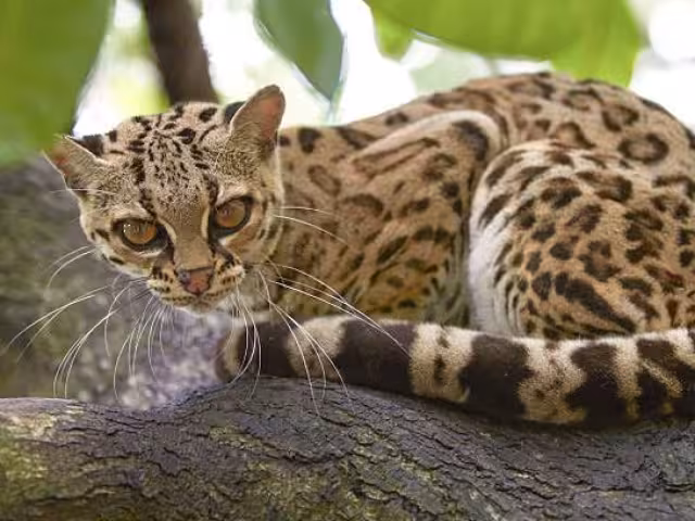 Las construcciones de infraestructuras han afectado a la fauna
