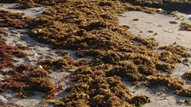 Indicaron que las autoridades deben comenzar a prepararse por el recale de sargazo