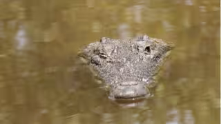 El “yacaré” de Chuiná: entre la leyenda y la naturaleza de Champotón