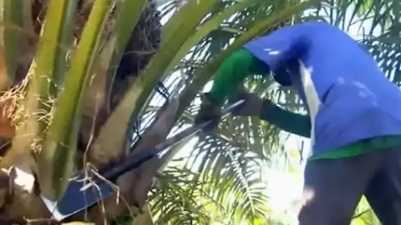 Pese a los cuestionamientos de grupos ambientales del país y de la entidad que denunciaron afectaciones al medio ambiente e incluso a la fauna por el uso inadecuado de químicos para combatir plagas de roedores lo que ocasionó muerte de animales como aves, reptiles y mamíferos, el crecimiento del cultivo de la palma de aceite en Campeche está en un punto suspensivo.