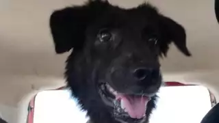 Sentencian al agresor de “Negrito”, perro al que le mutilaron una pata en Umán