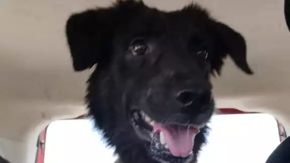 El implicado agredió al perrito Negrito en Umán. El implicado agredió al perrito Negrito en Umán.