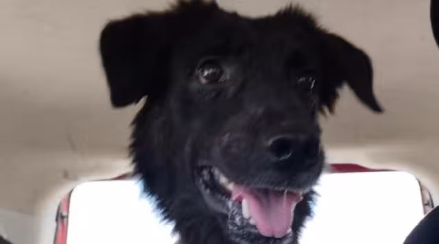 El implicado agredió al  perrito Negrito en Umán.