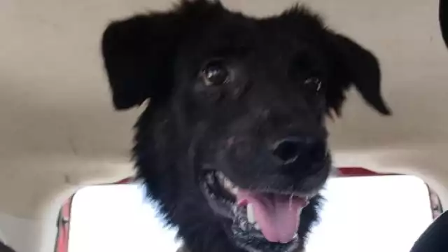 El implicado agredió al  perrito Negrito en Umán.