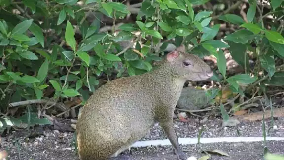 El sereque es un mamífero con un tamaño mediano el cual, vive desde regiones de México hasta Sudamérica El sereque es un mamífero con un tamaño mediano el cual, vive desde regiones de México hasta Sudamérica