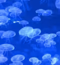 Pescadores enfrentan menor productividad por presencia de dedal