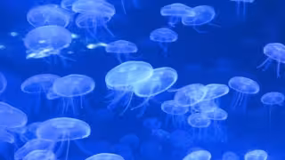 Alta presencia de medusa “dedal” en aguas del Caribe