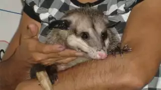 Poca gente dedica cariño y comprensión a los tlacuaches, terminan matándolos a pedradas, o mueren atropellados