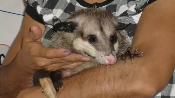 Poca gente dedica cariño y comprensión a los tlacuaches, terminan matándolos a pedradas, o mueren atropellados Poca gente dedica cariño y comprensión a los tlacuaches, terminan matándolos a pedradas, o mueren atropellados