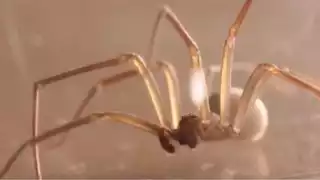 Araña violinista está de regreso; casos confirmados en México y todo lo que debes saber