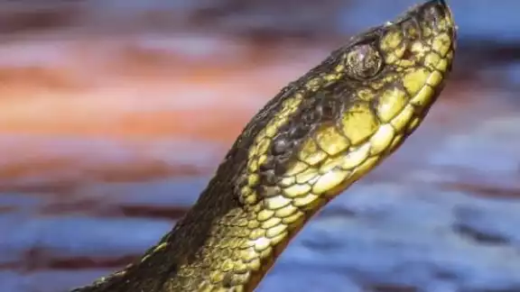 Anteriormente ya se habían identificado propiedades antibacterianas en el veneno de la especie yararacusú Anteriormente ya se habían identificado propiedades antibacterianas en el veneno de la especie yararacusú