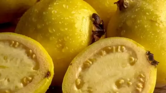 La guayaba es un fruto que se da en casi todo México aunque en Quintana Roo tiene una fuerte importancia por el clima tropical La guayaba es un fruto que se da en casi todo México aunque en Quintana Roo tiene una fuerte importancia por el clima tropical