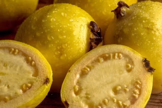 La guayaba es un fruto que se da en casi todo México aunque en Quintana Roo tiene una fuerte importancia por el clima tropical