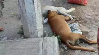 Colonos señalaron que no es la primera vez que sucede algo así