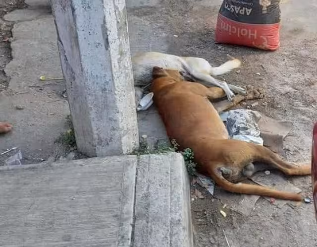 Colonos señalaron que no es la primera vez que sucede algo así